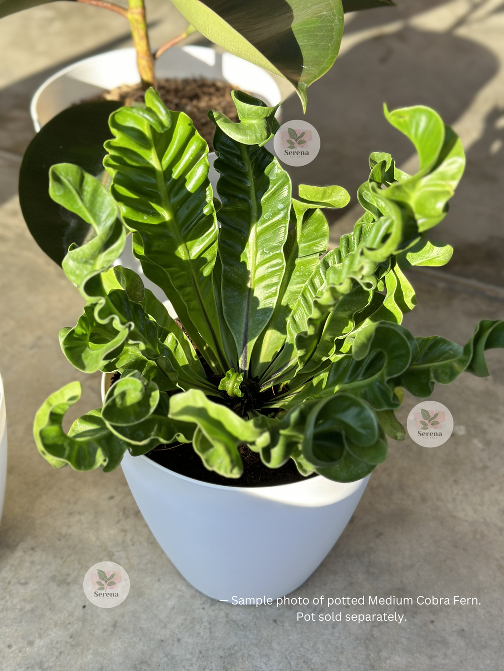 Cobra Fern