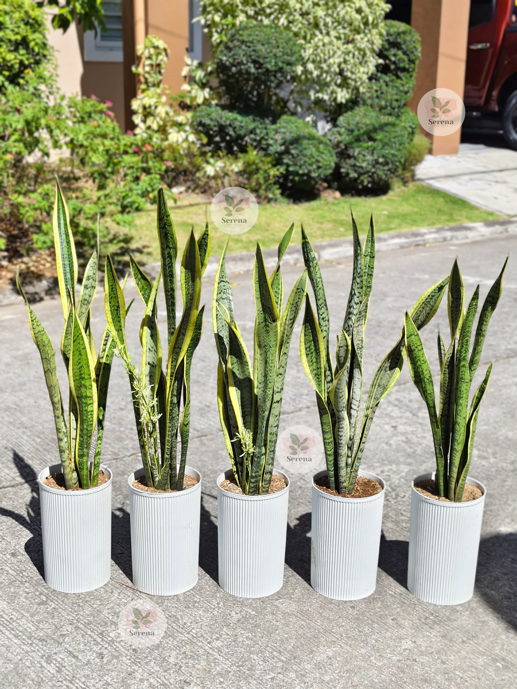 2 in 1 Snake Plant