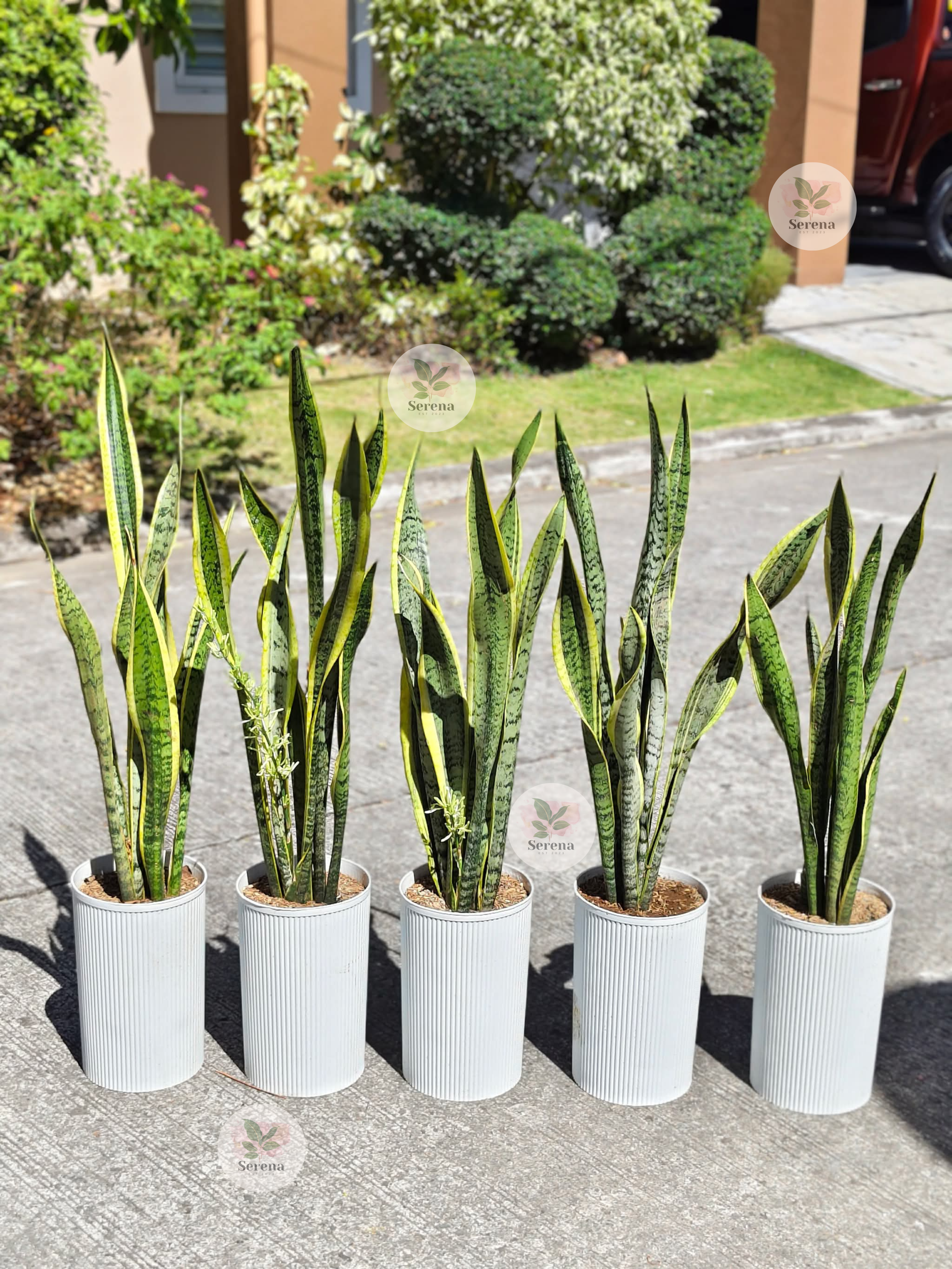 2 in 1 Snake Plant