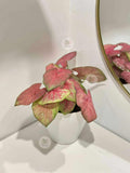 Pink Caladium