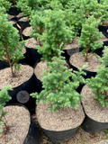 Pine Tree Silver