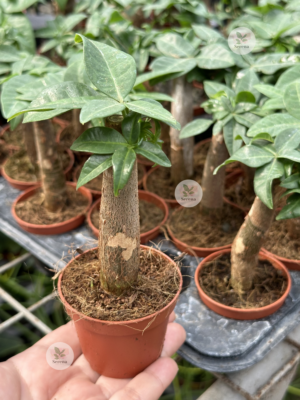 Mini Money Tree Pachira