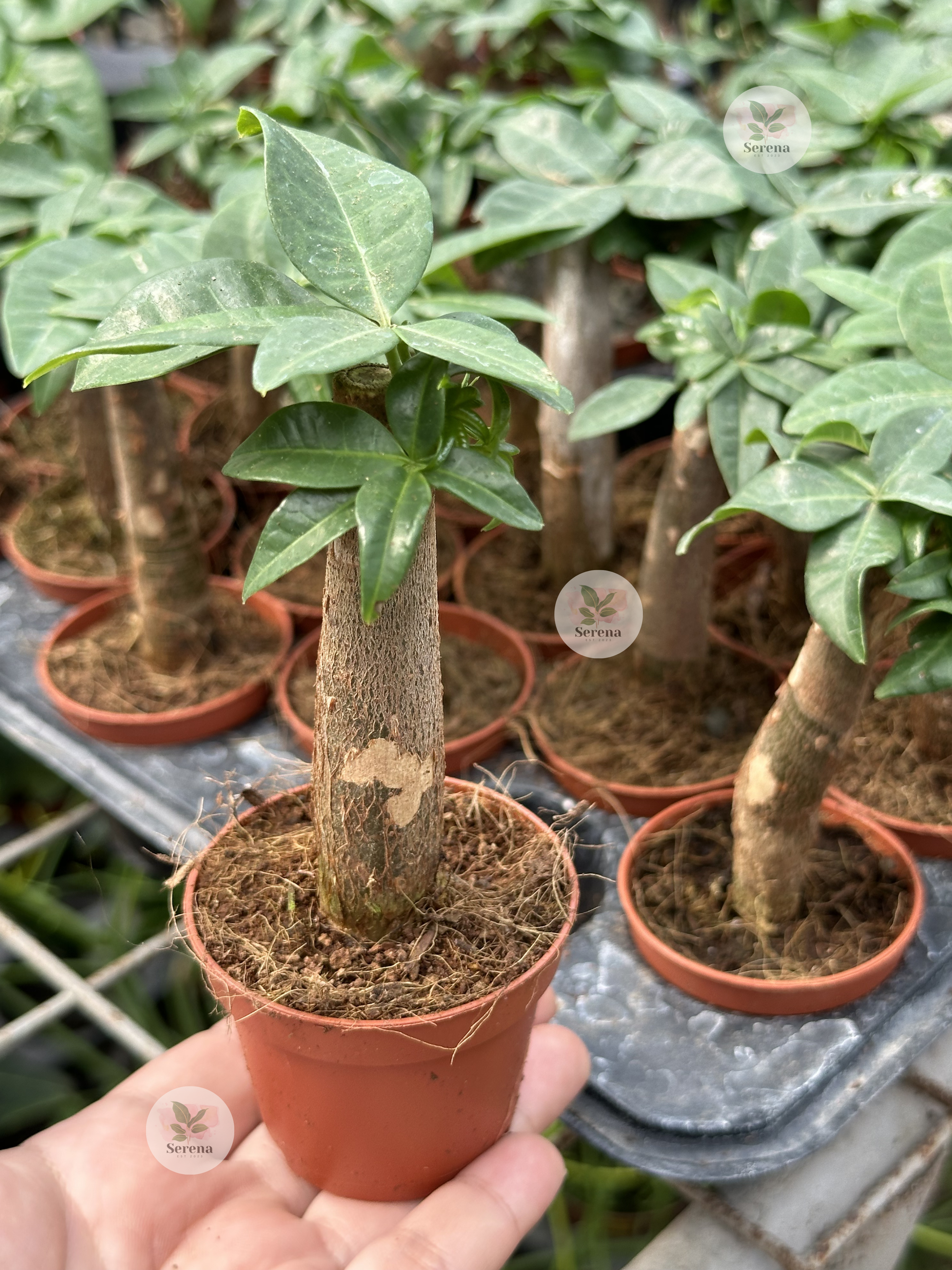 Mini Money Tree Pachira