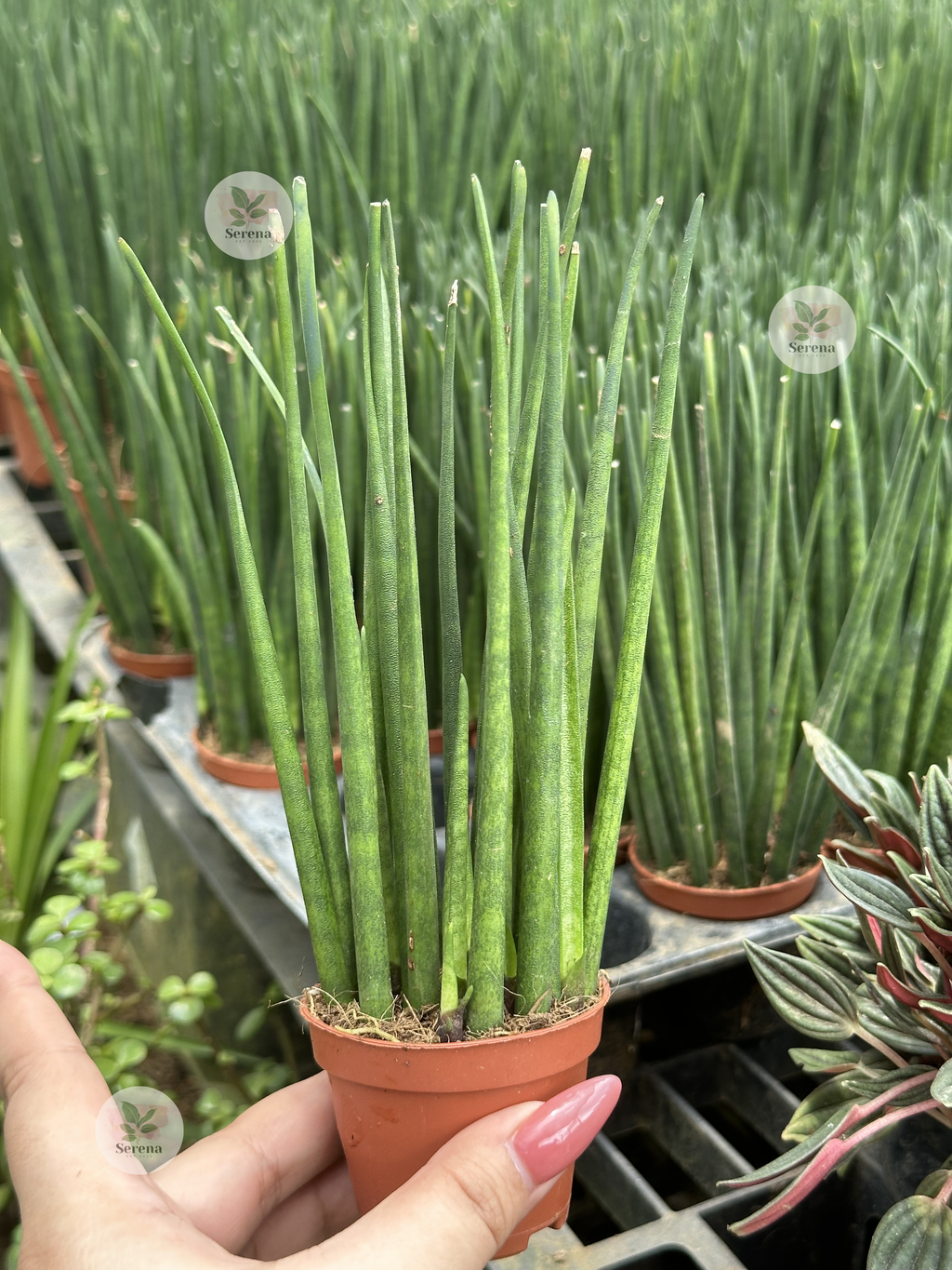Sanseveria Bacularis