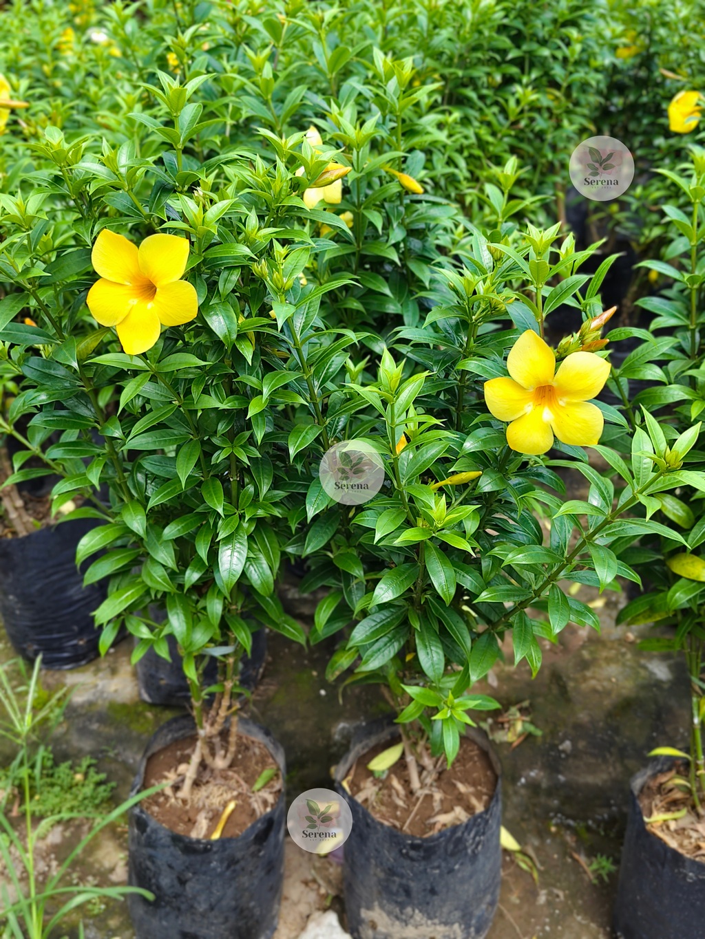 Dwarf Yellow Bell