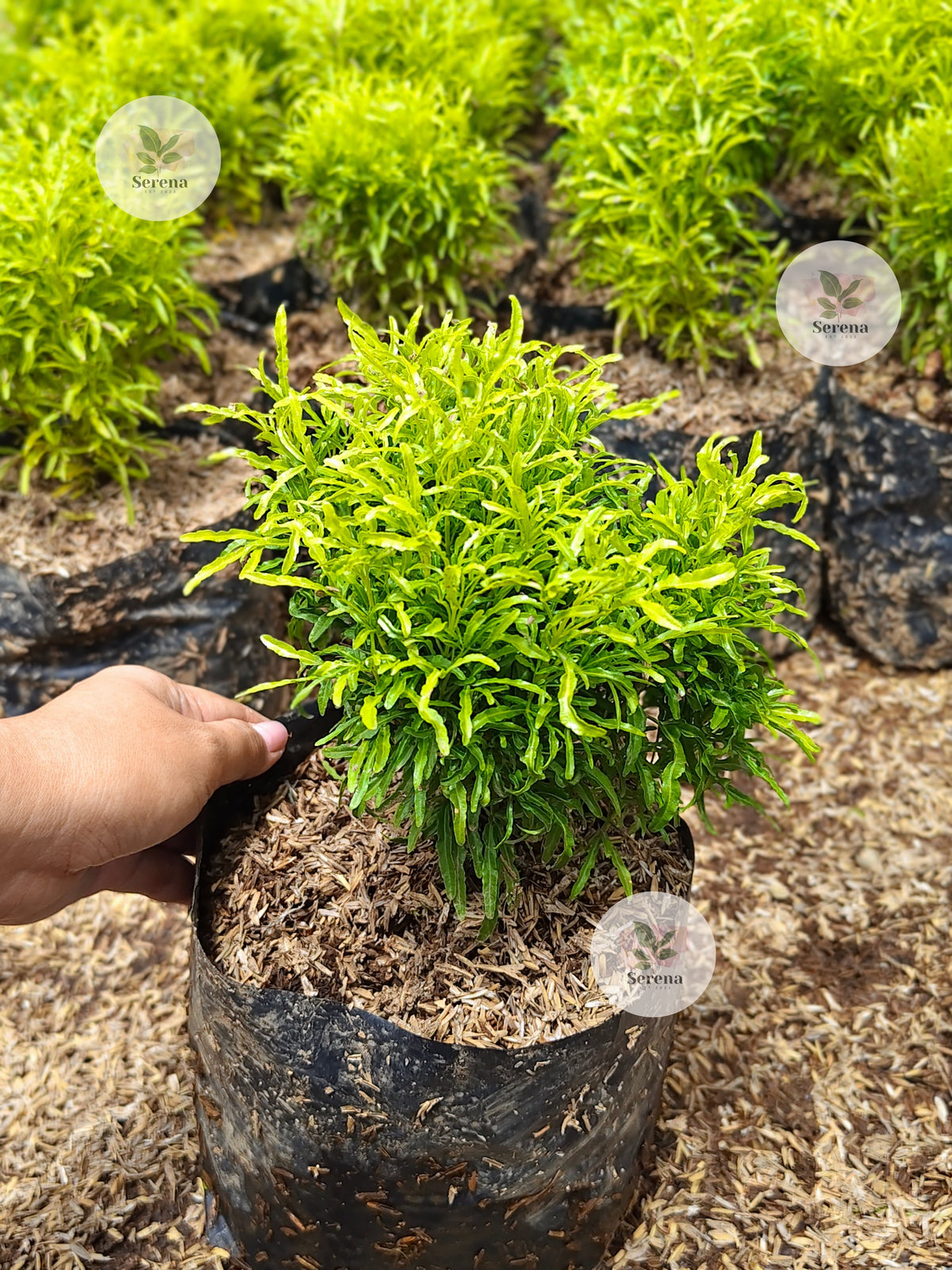 Golden Aralia