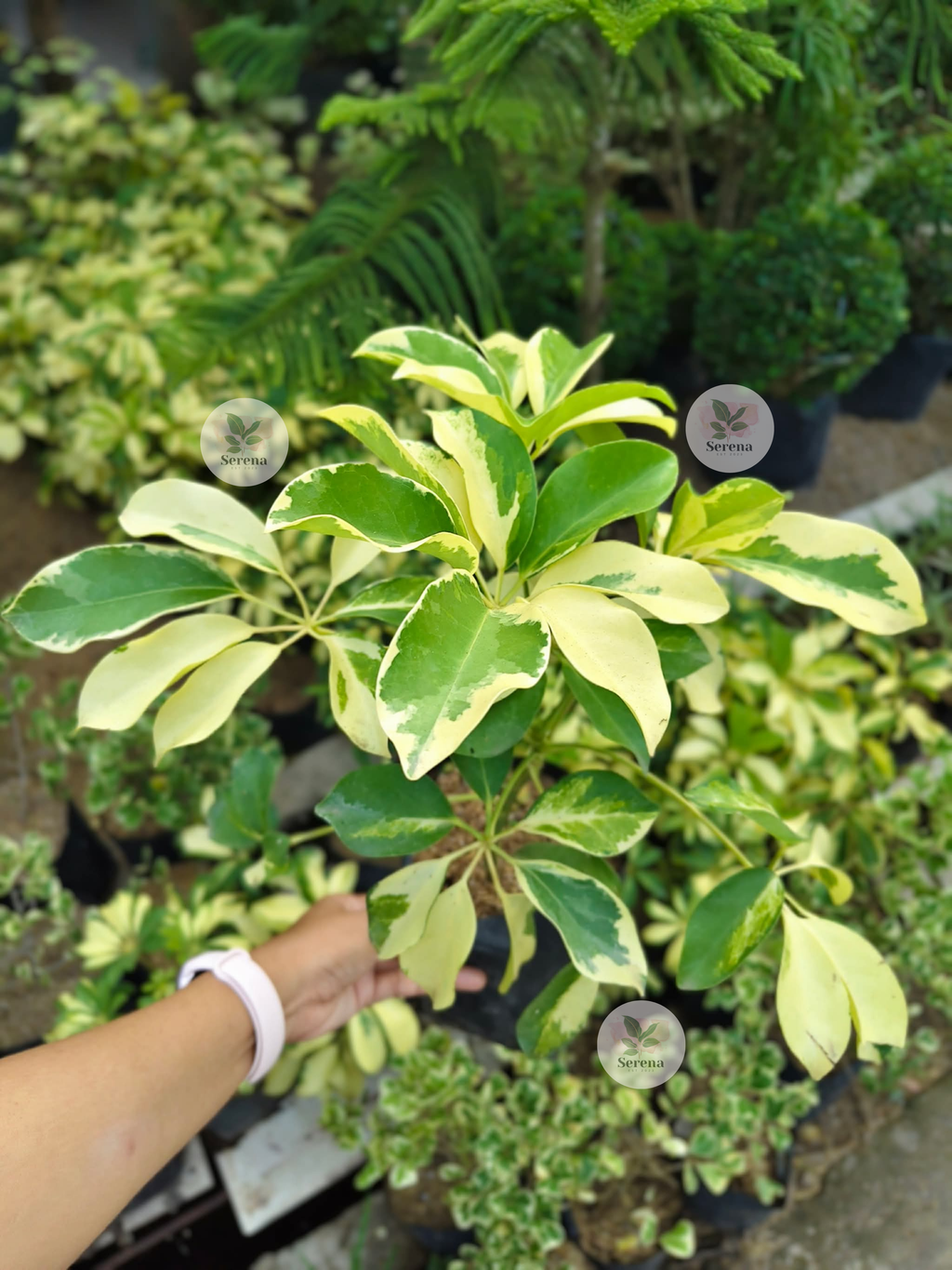 Variegated Schefflera