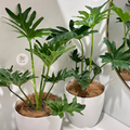 Philodendron Selloum