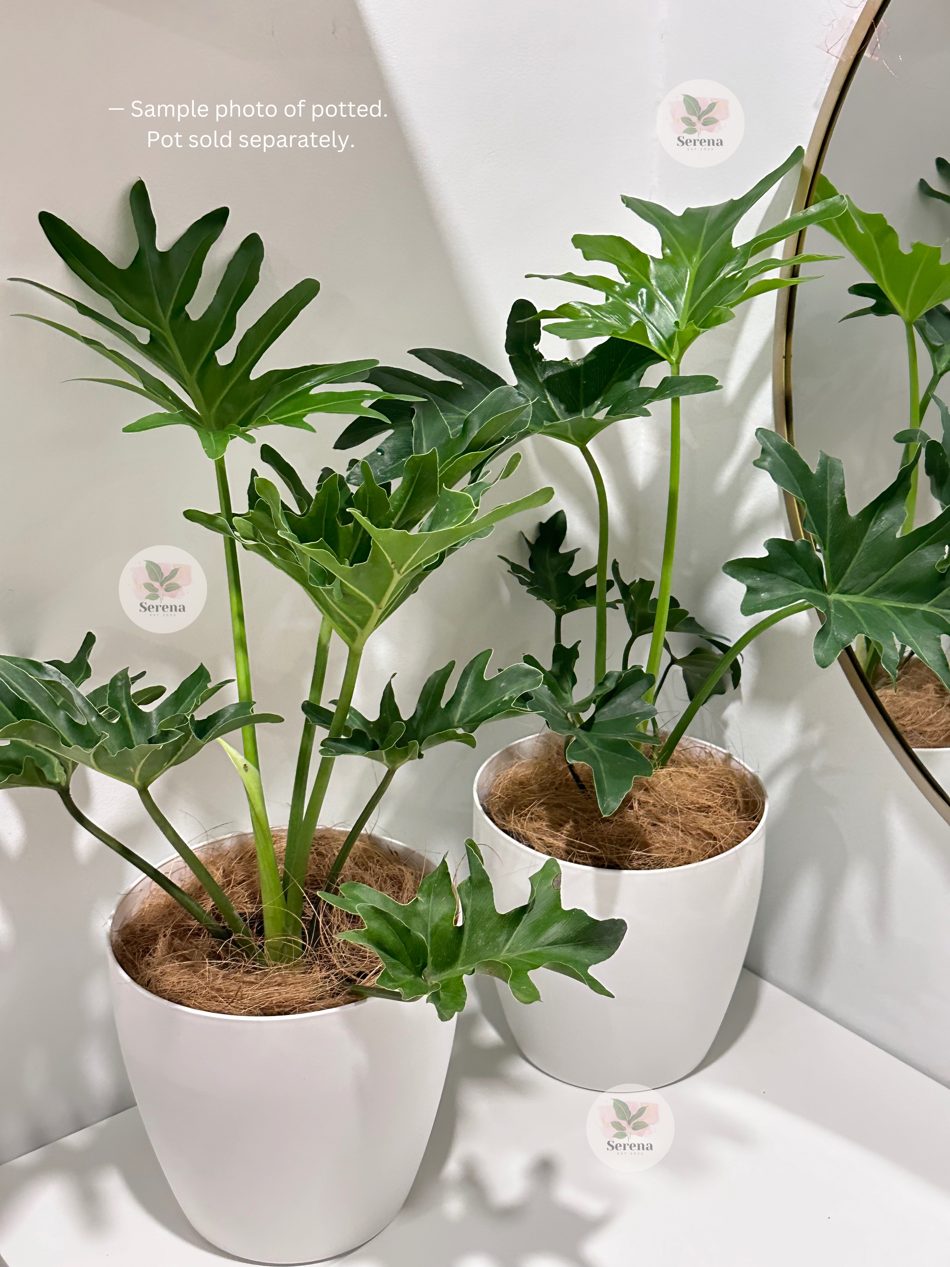Philodendron Selloum