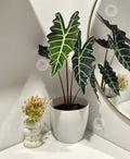 Alocasia Amazonica Small