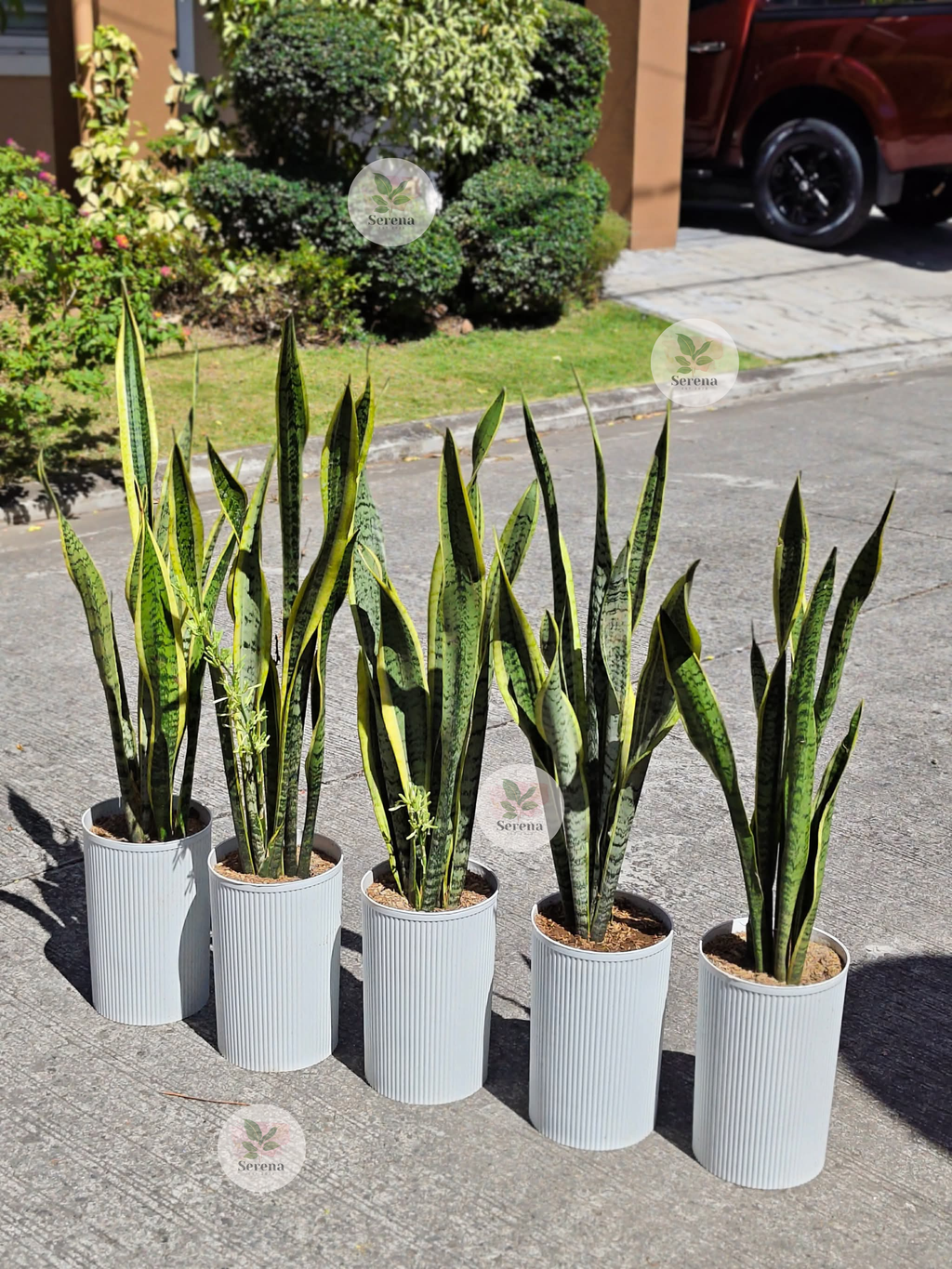 2 in 1 Snake Plant