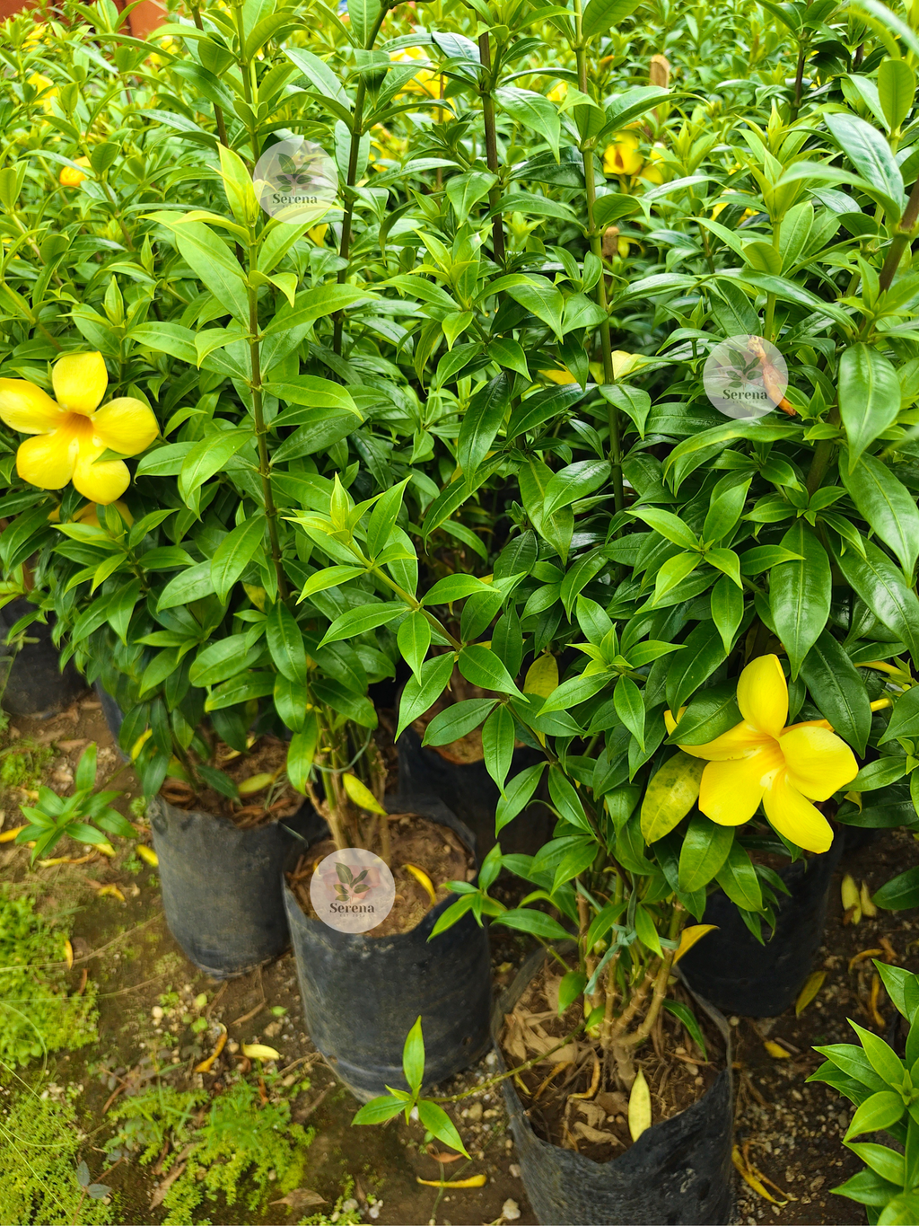 Dwarf Yellow Bell
