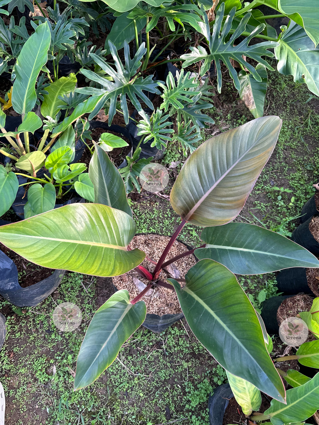 Red Congo