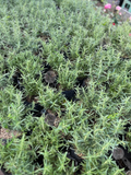 Rosemary