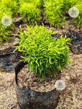 Golden Aralia