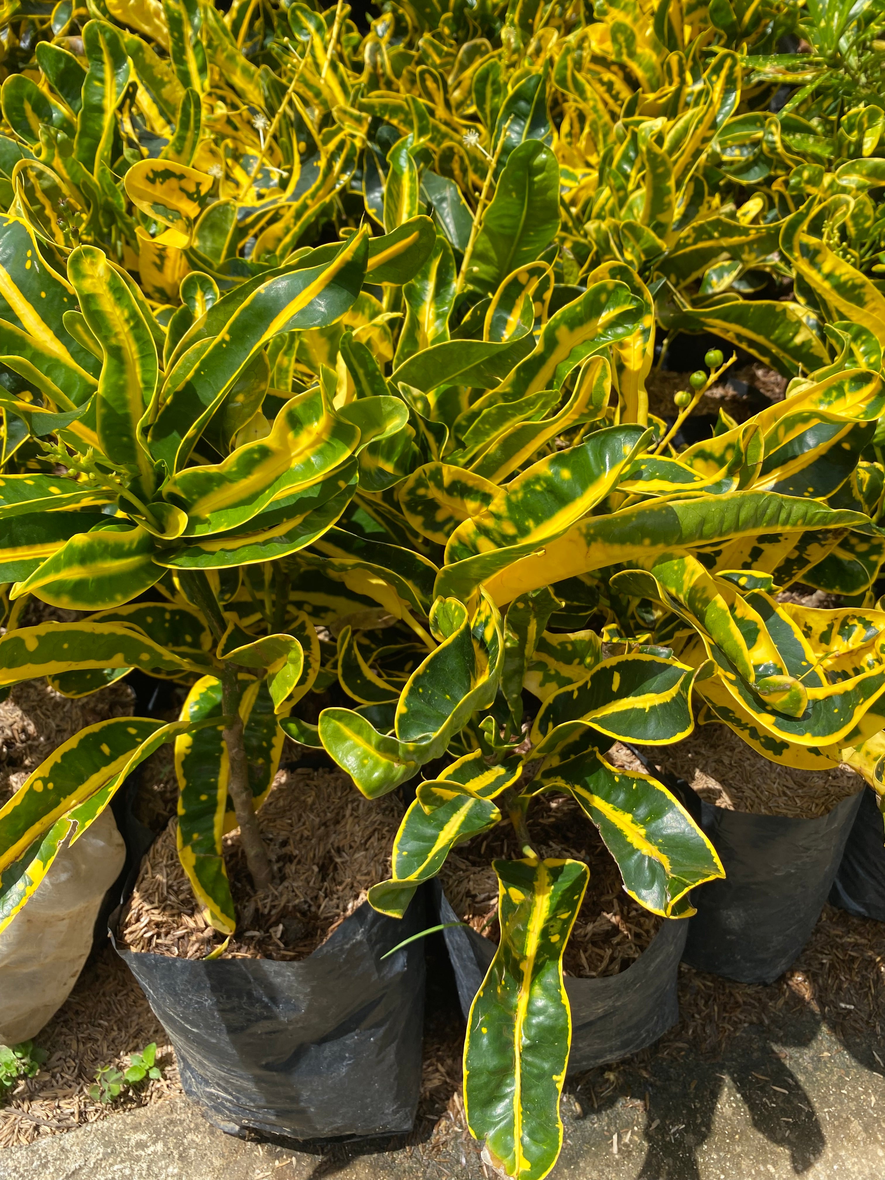 San Francisco Mona Lisa