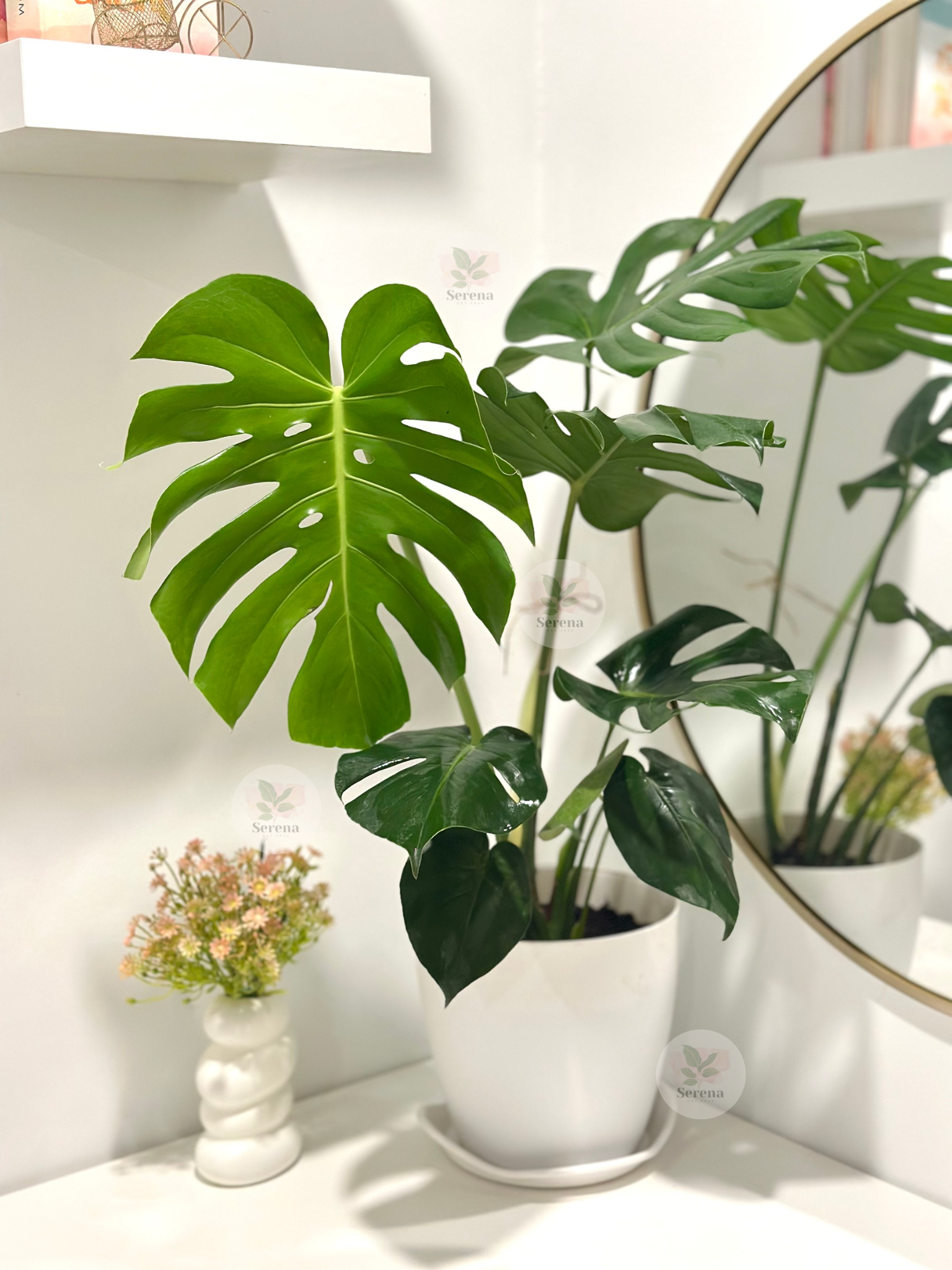 Monstera Deliciosa Large*