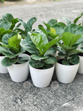 Fiddle Leaf Fig
