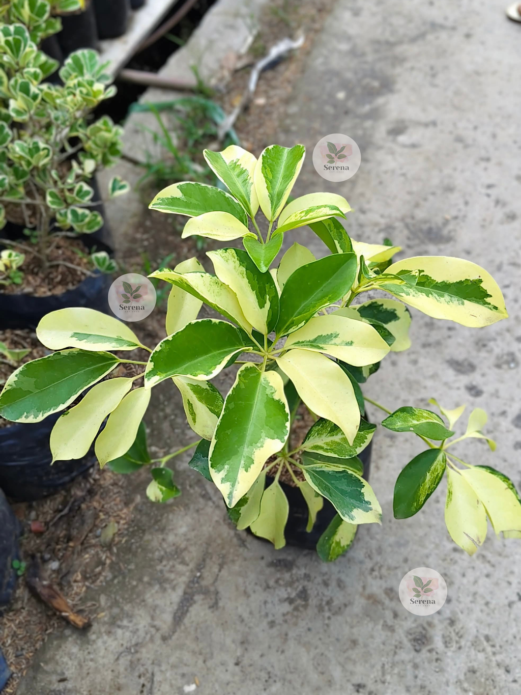 Variegated Schefflera