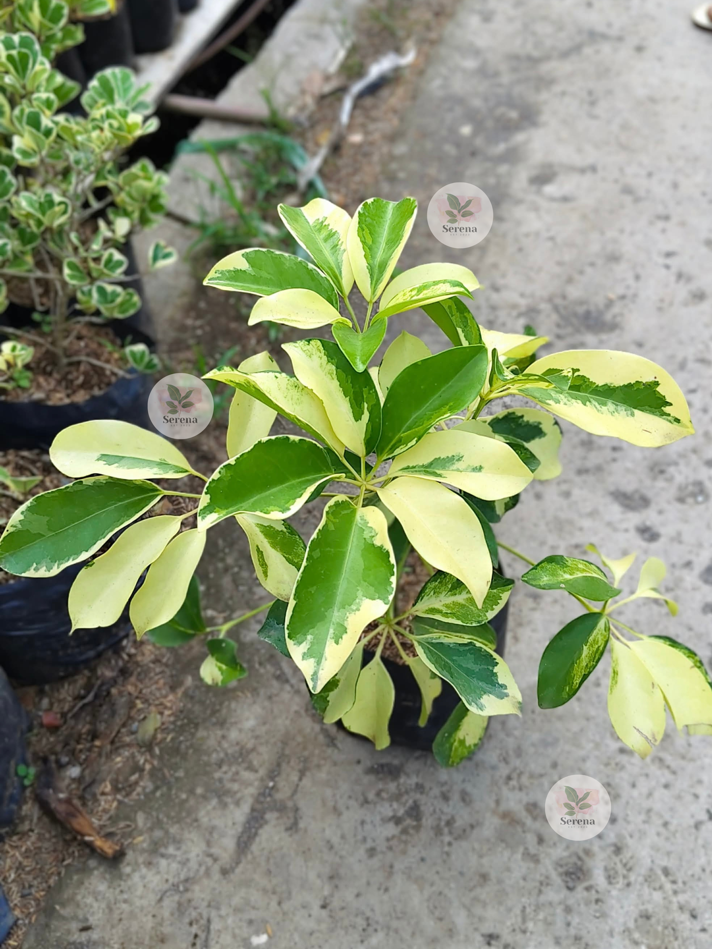 Variegated Schefflera