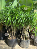 Dracaena Anita Small