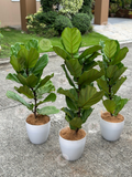 Fiddle Leaf Fig Large*