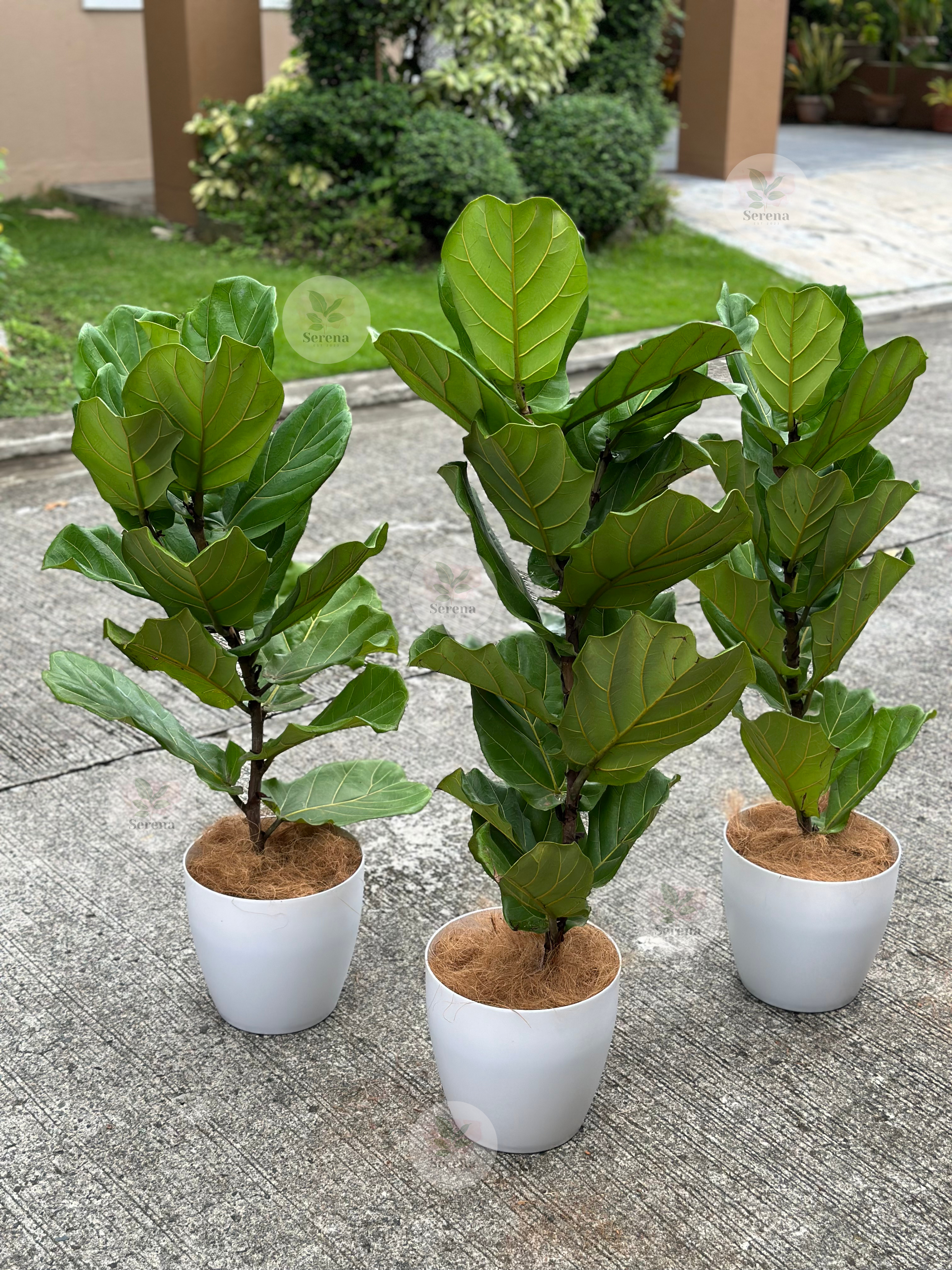 Fiddle Leaf Fig Large*