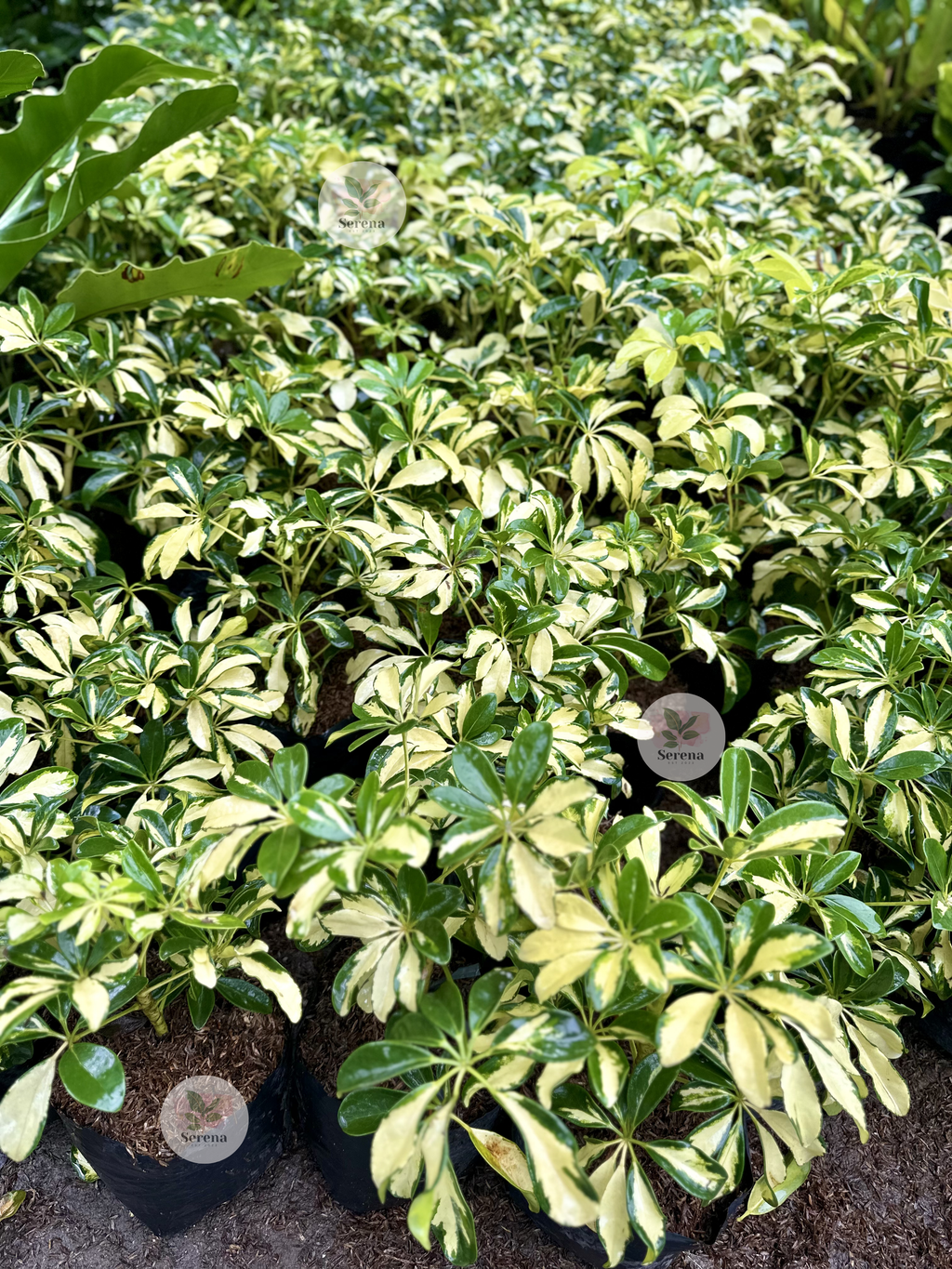 Variegated Schefflera