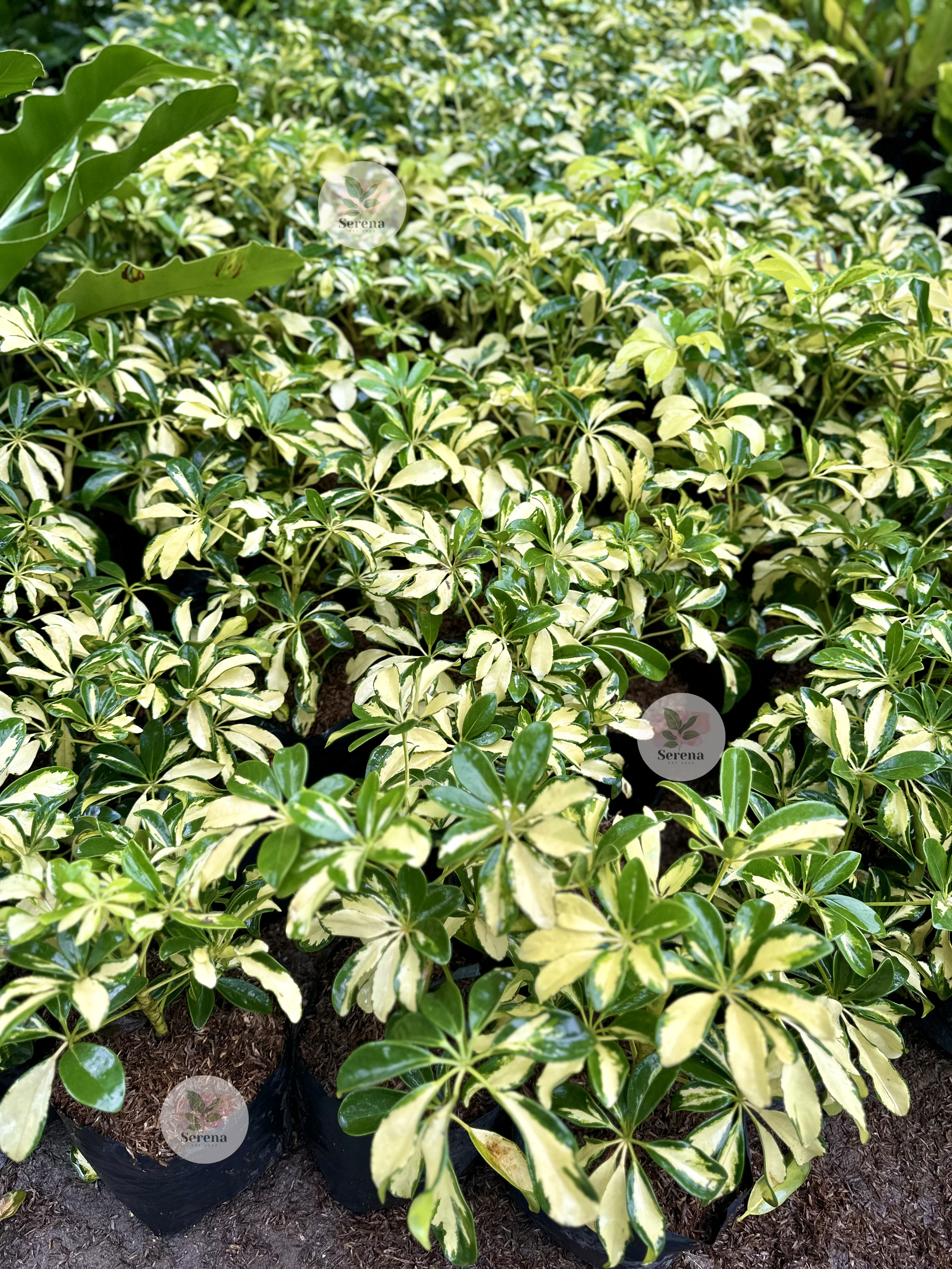 Variegated Schefflera