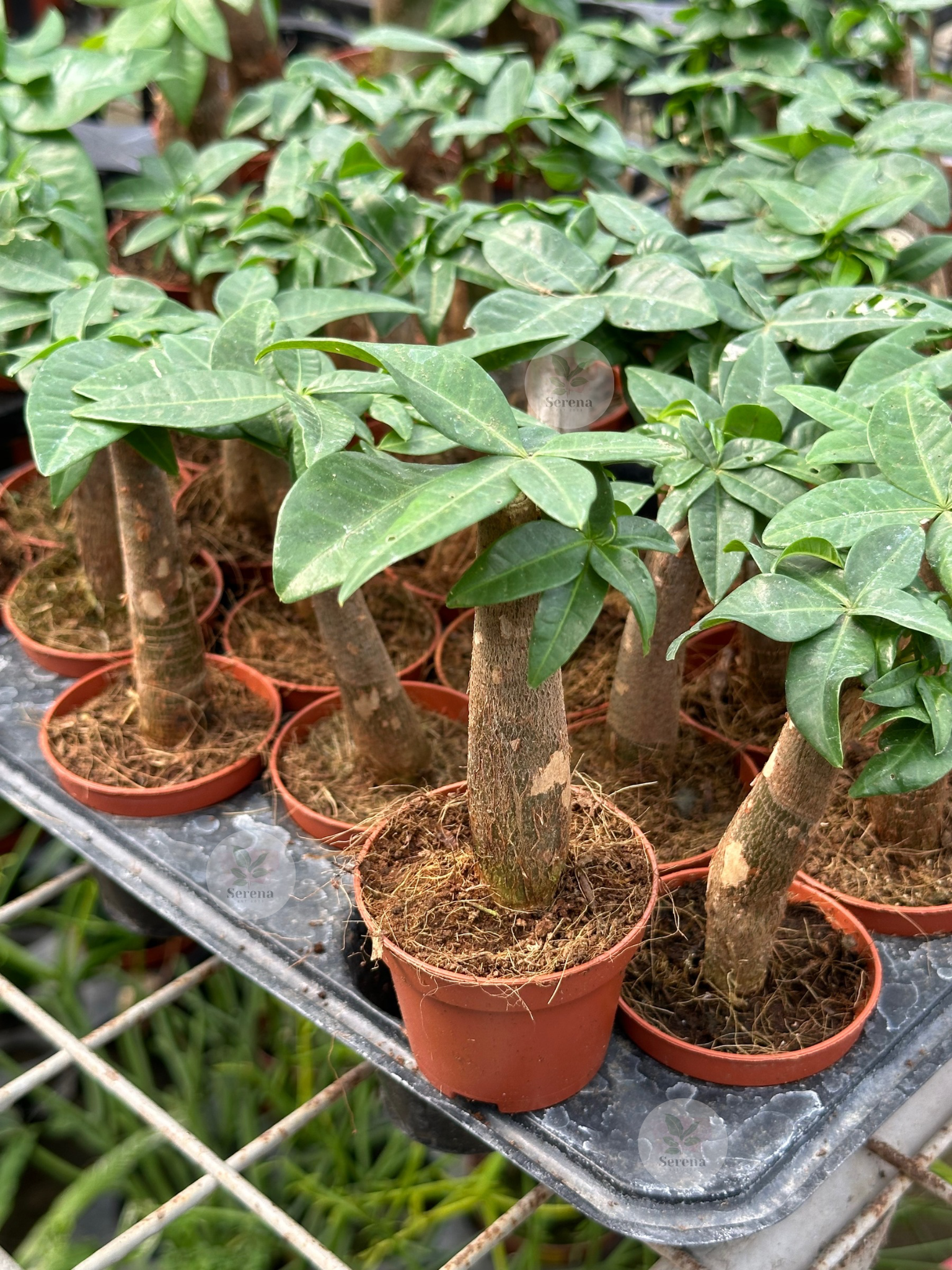 Mini Money Tree Pachira