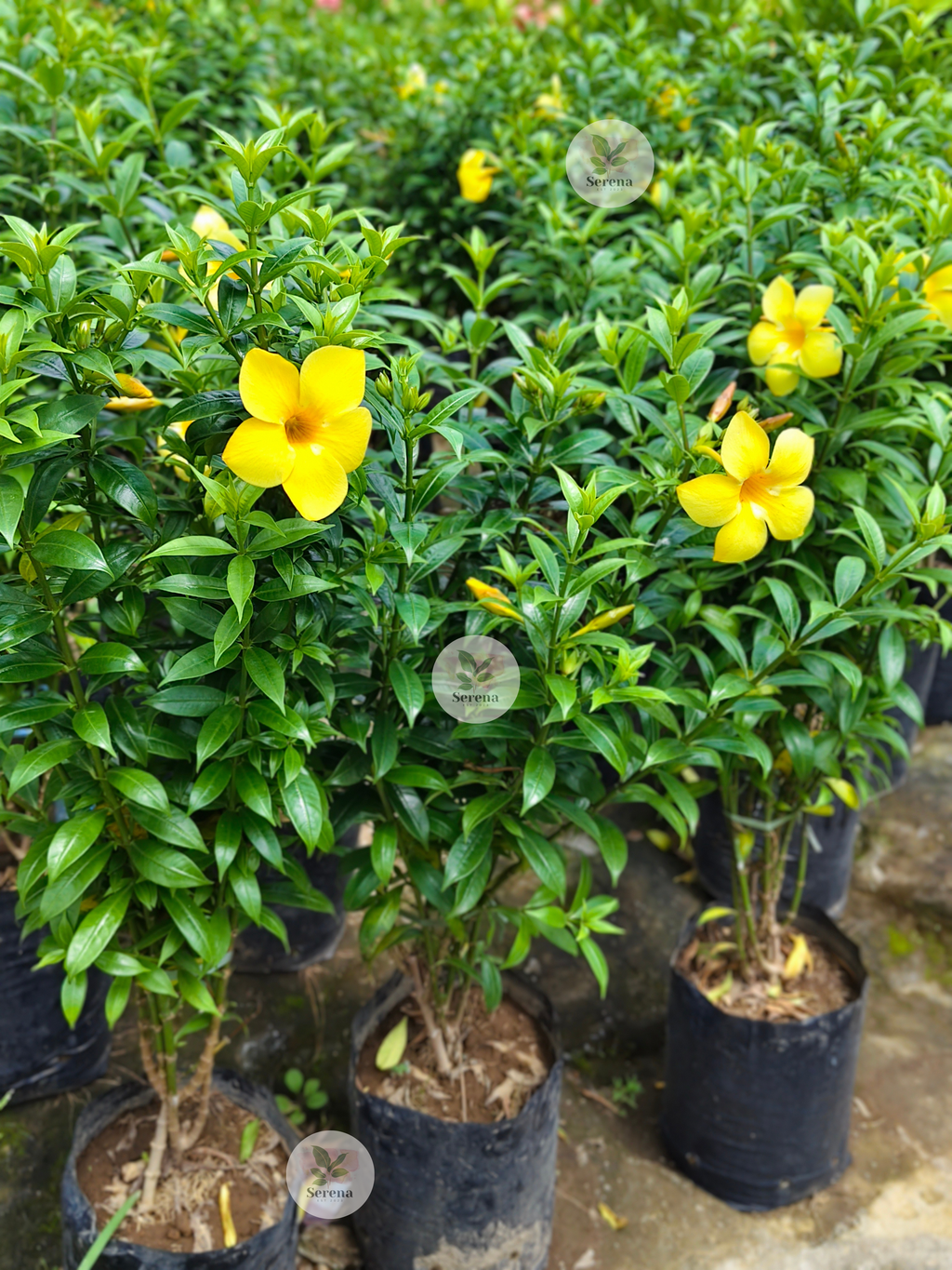 Dwarf Yellow Bell
