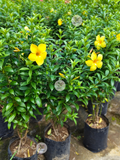 Dwarf Yellow Bell