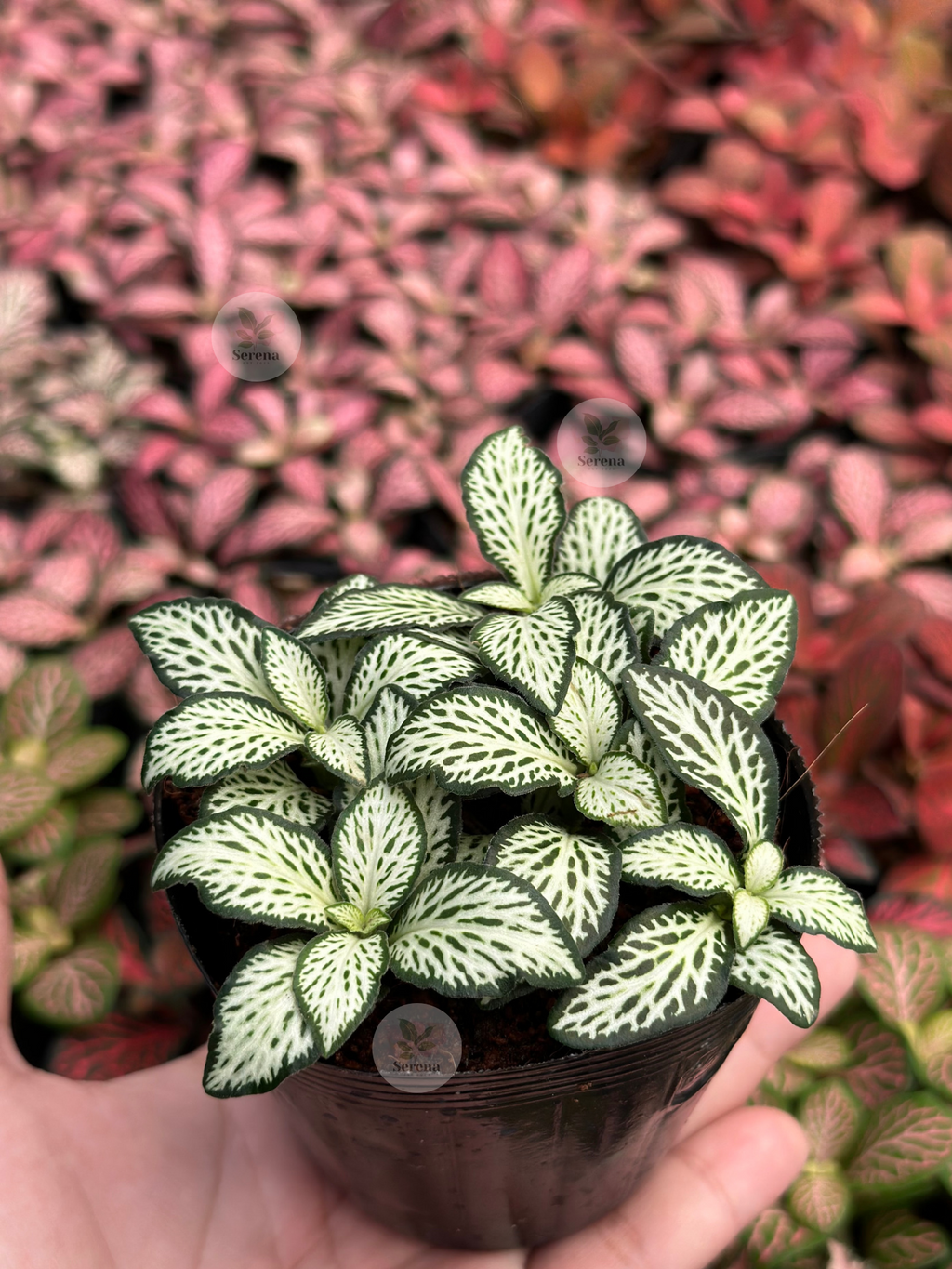 Fittonia