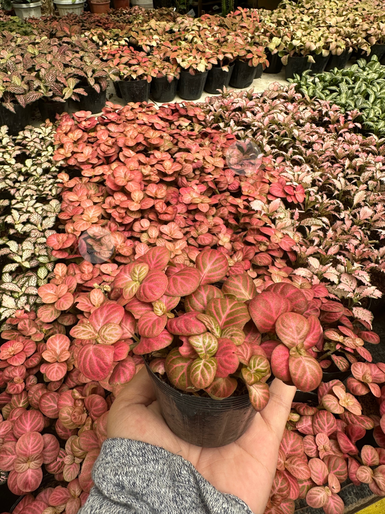 Fittonia