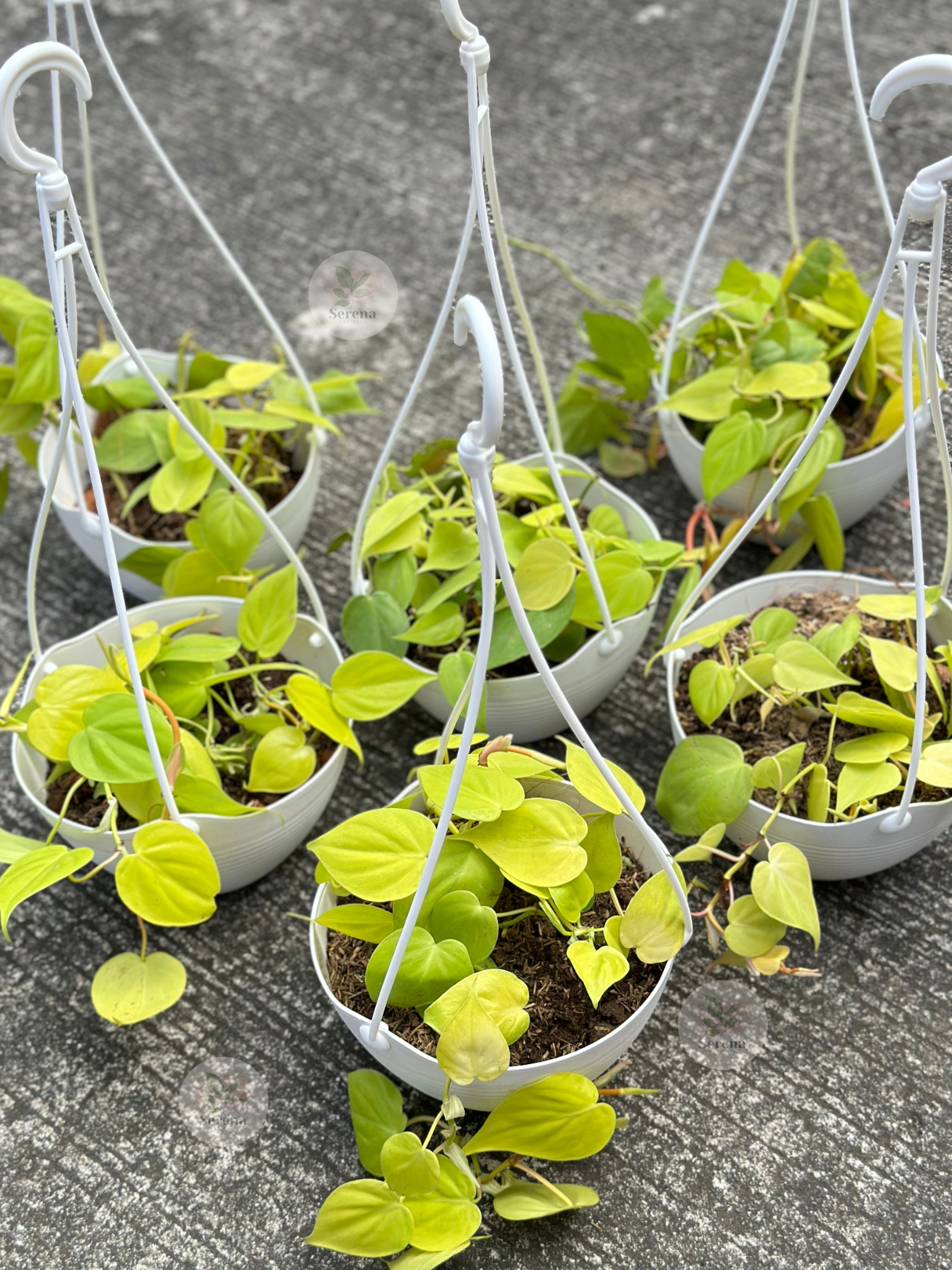 Neon Heartleaf Philodendron