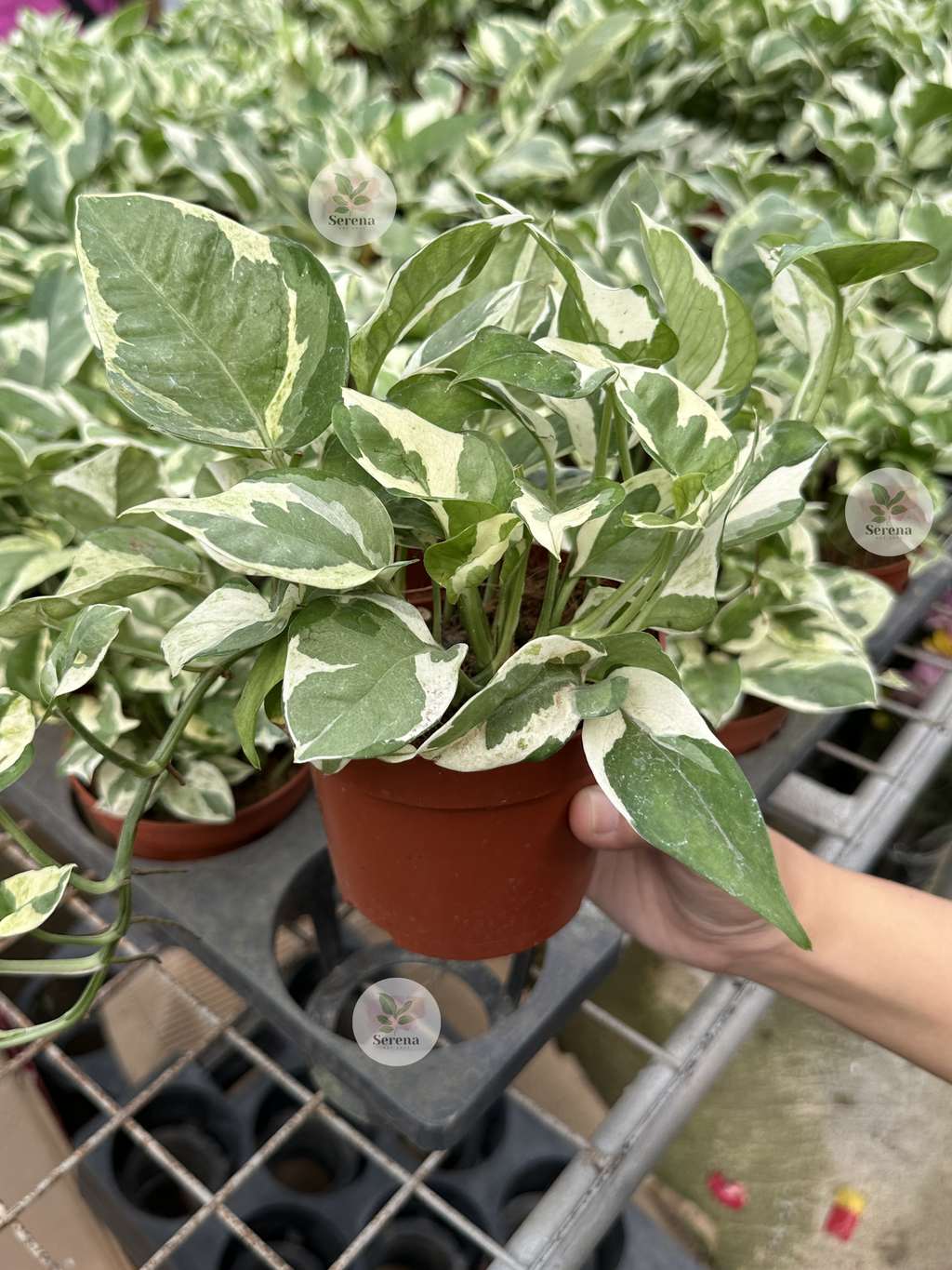 Pothos Njoy