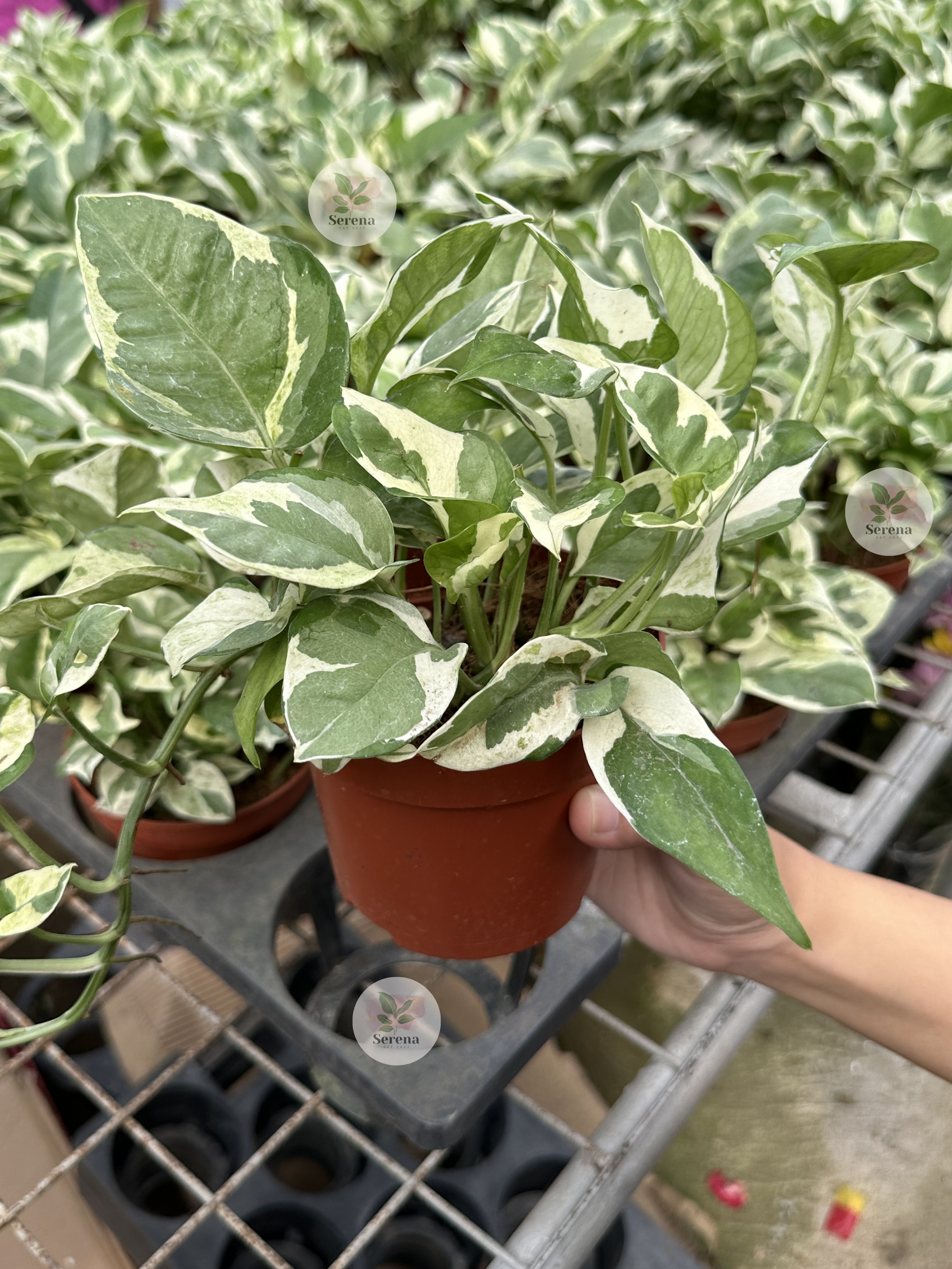 Pothos Njoy