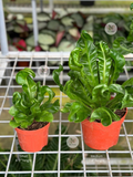 Cobra Fern