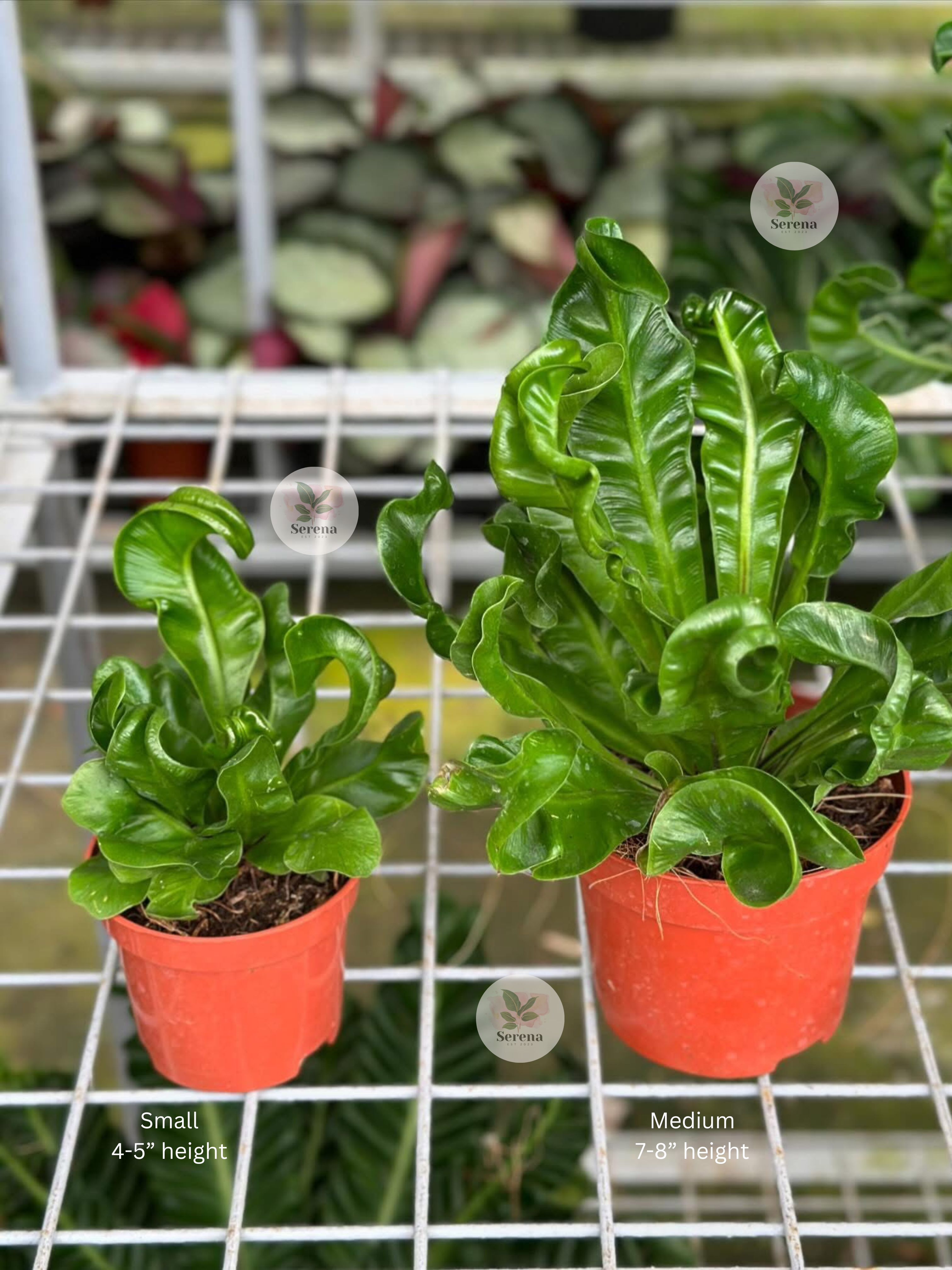 Cobra Fern