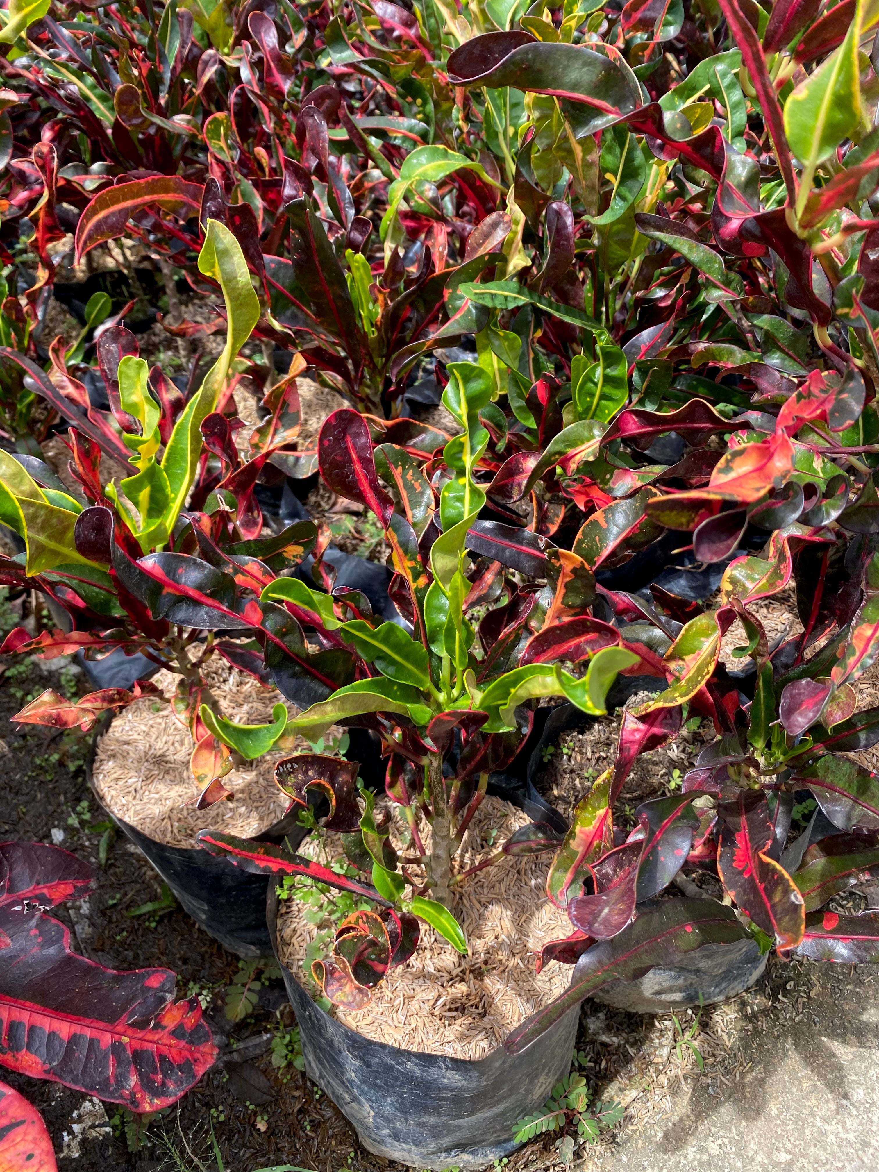 San Francisco Spiral