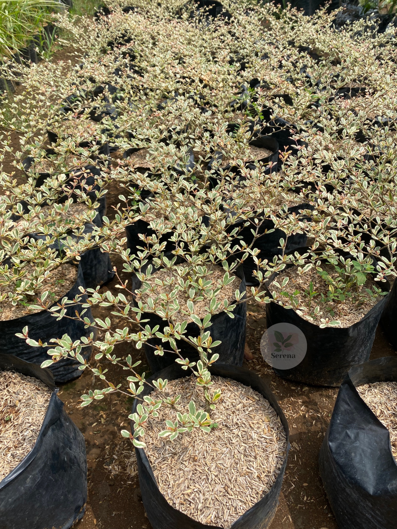 African Variegated Talisay