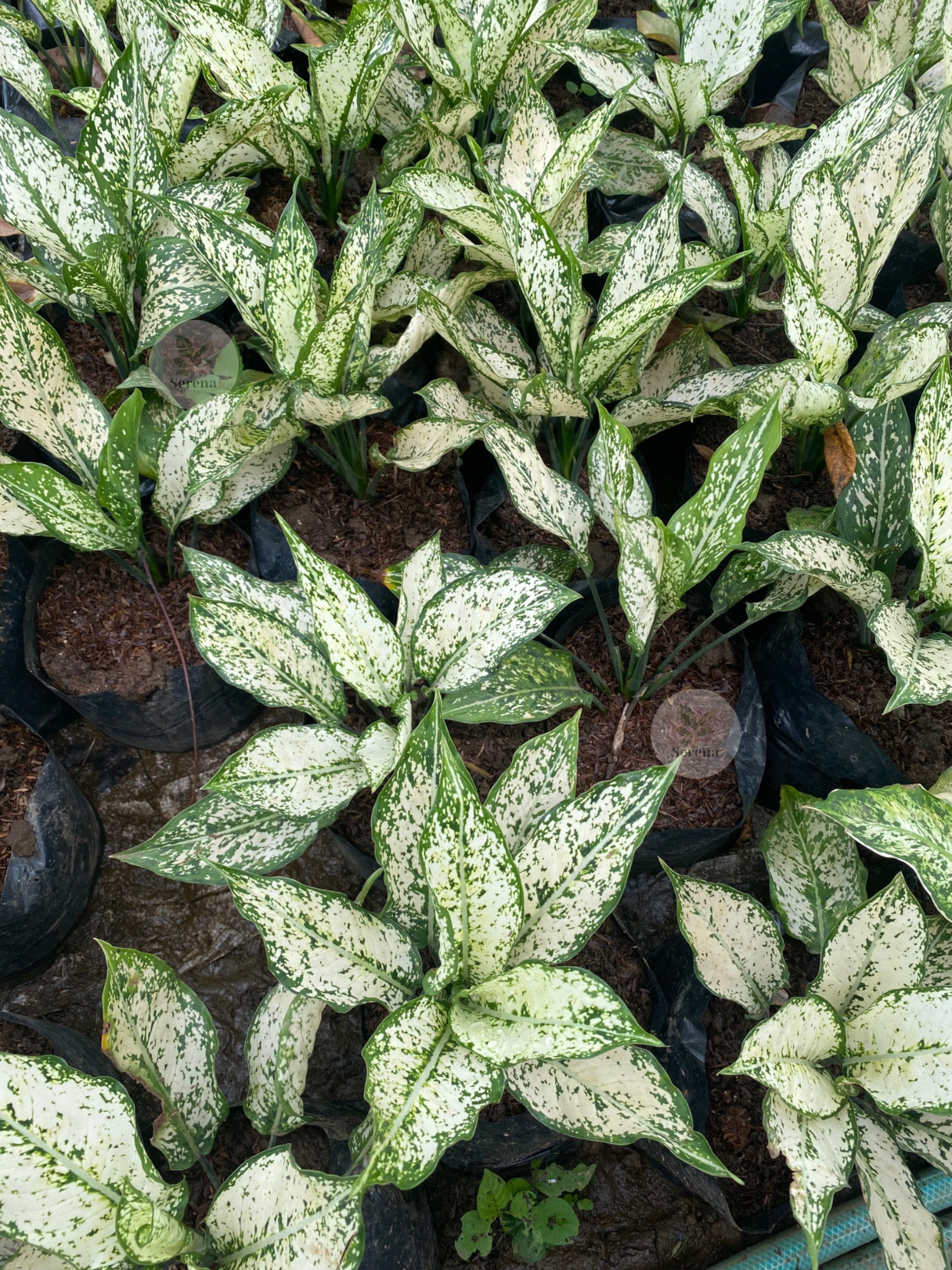 Aglaonema Snow White