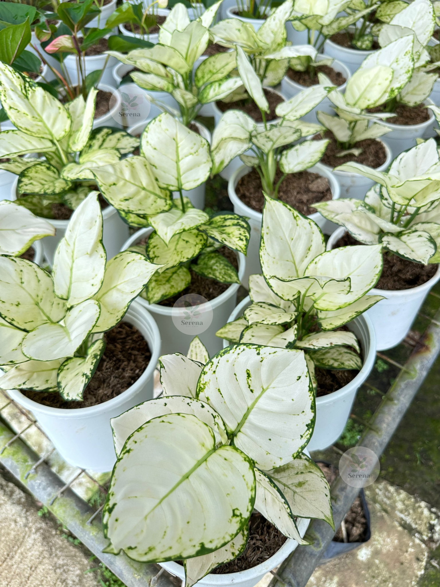Aglaonema Super White