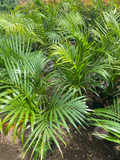 Areca Palm Multibranch
