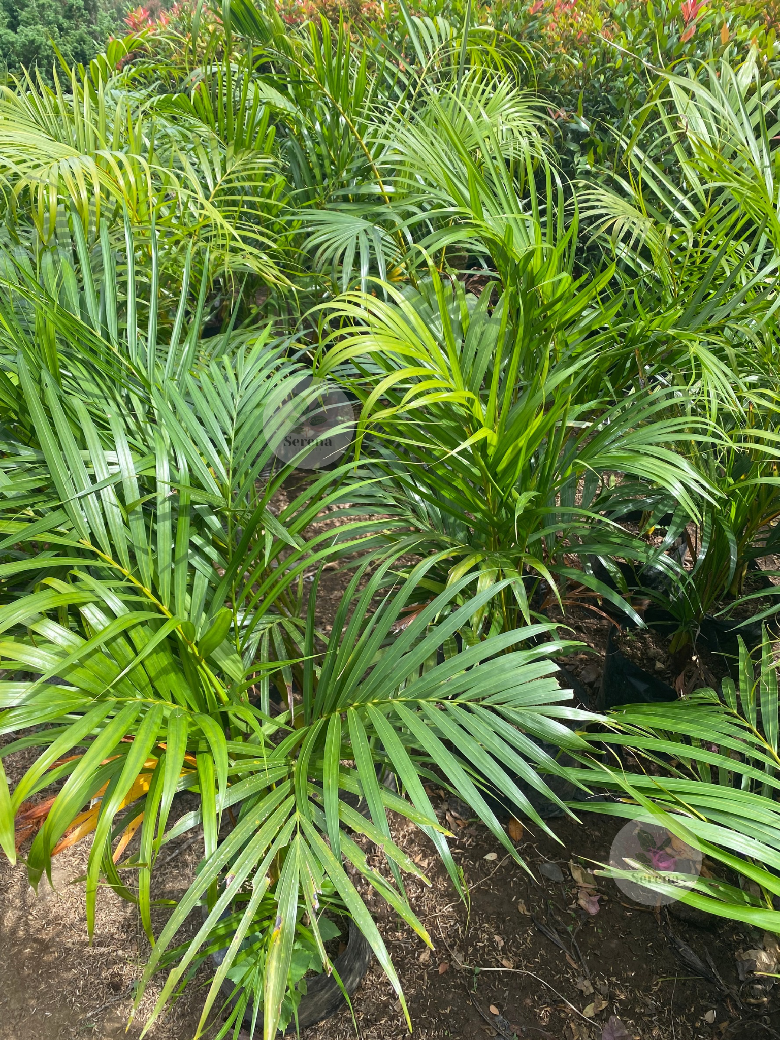 Areca Palm Multibranch