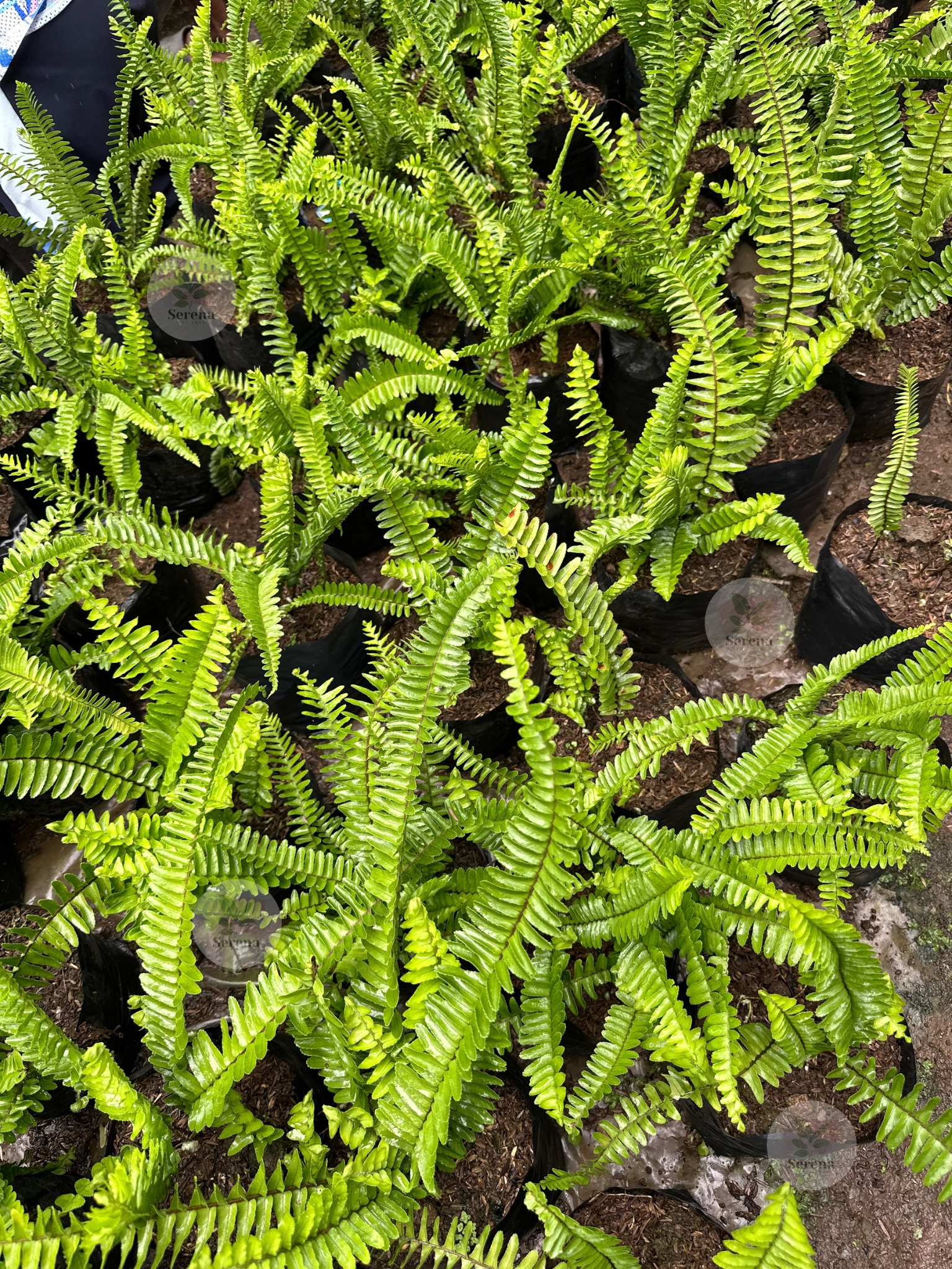 Boston Fern