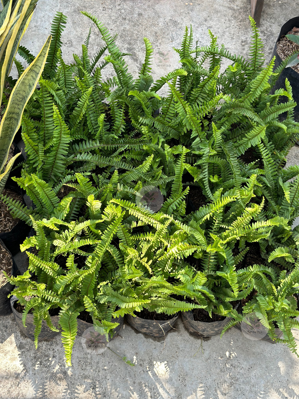 Boston Fern