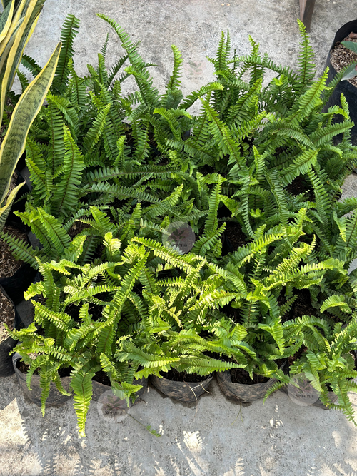 Boston Fern