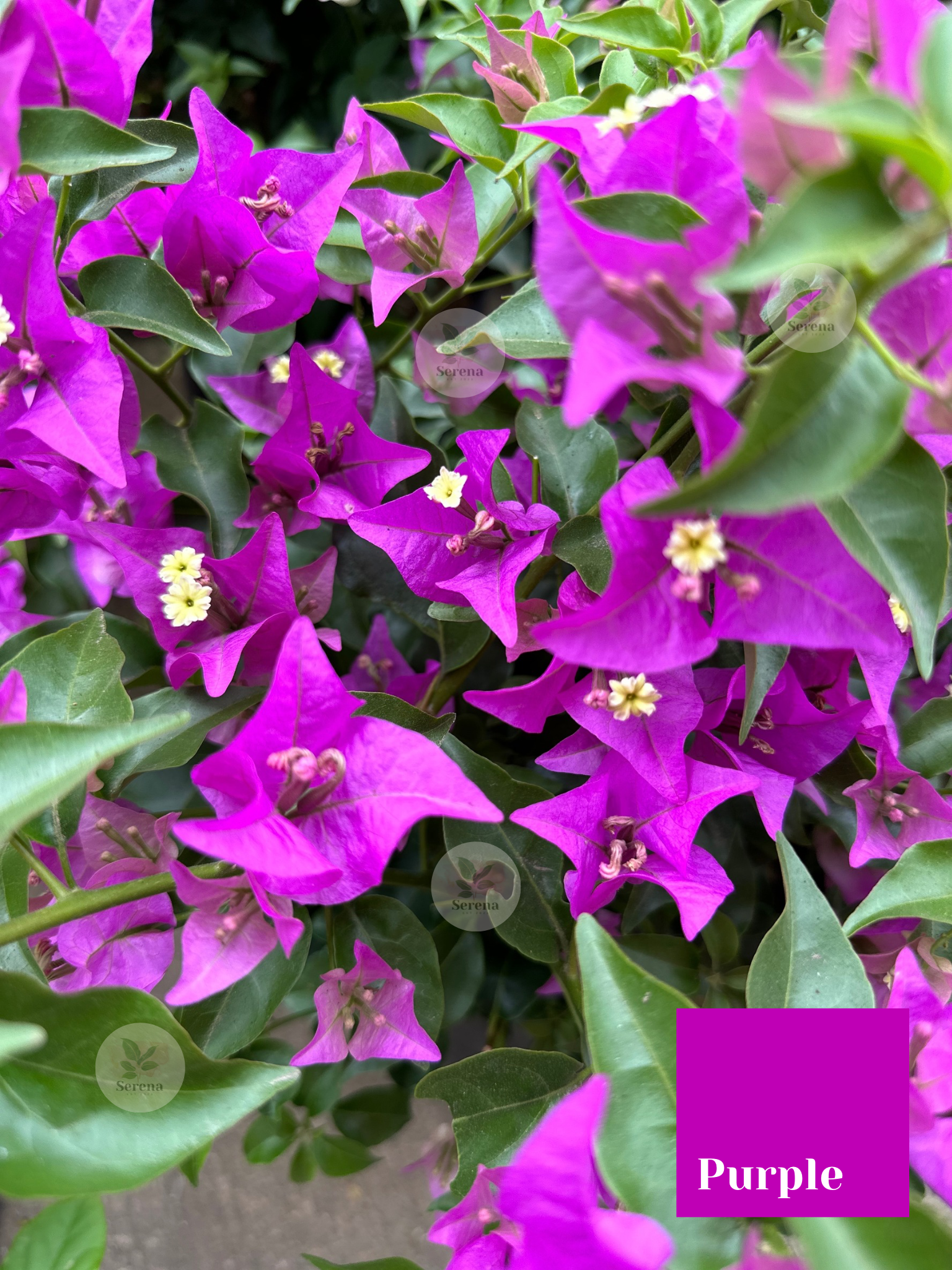 Bougainvillea