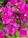 Bougainvillea